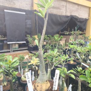 0108 45 Big Caudex Rosa do Deserto Somalense Variegata