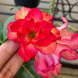 Pré Venda - Rosa do Deserto Unparalelled
