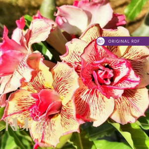 Pré Venda - Rosa do Deserto Maria