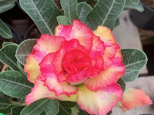 Pré Venda - Rosa do Deserto Neon
