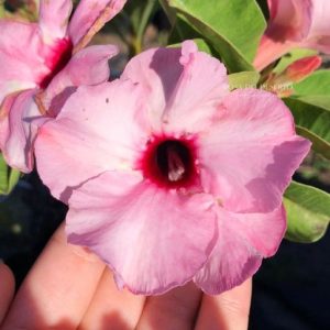 Pré Venda - Rosa do Deserto Lucky pink