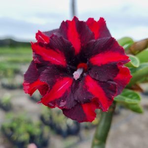 Pré Venda - Rosa do Deserto Viúva Negra Dobrada