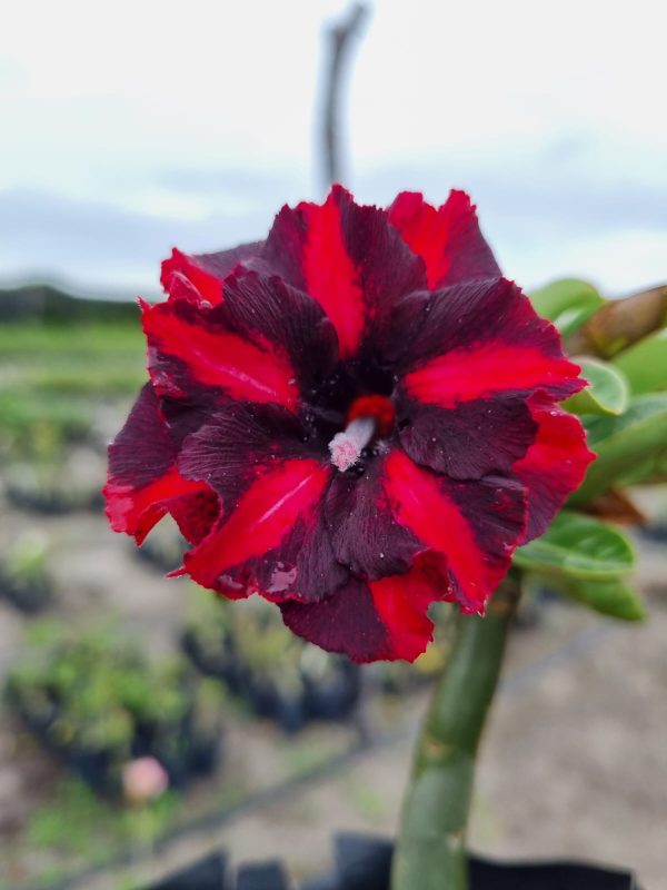Pré Venda - Rosa do Deserto Viúva Negra Dobrada