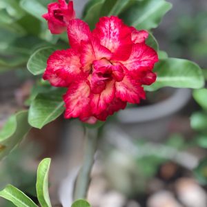 Pré Venda - Rosa do Deserto Miss fortaleza