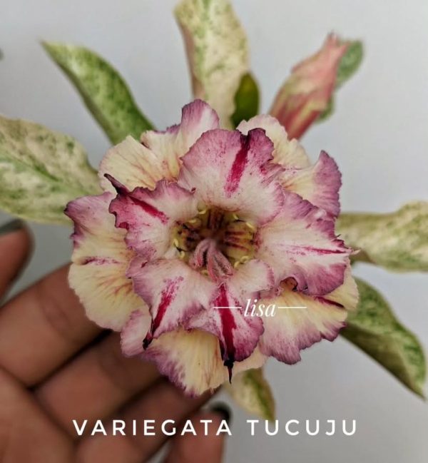 Pré Venda - Rosa do Deserto Tucuju