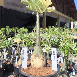 0108 59 Big Caudex Rosa do Deserto Anchieta