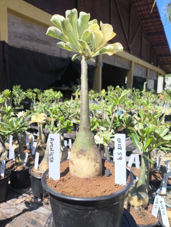 0108 59 Big Caudex Rosa do Deserto Anchieta