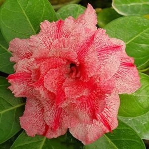 Pré Venda - Rosa do Deserto Tule