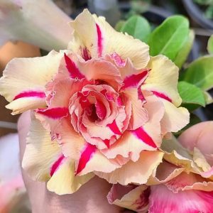 Pré Venda - Rosa do Deserto Triple wish