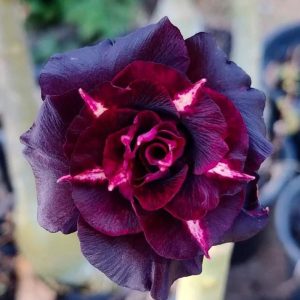 Pré Venda - Rosa do Deserto Vampira
