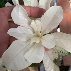 Pré Venda - Rosa do Deserto Variegata Porcelana 2