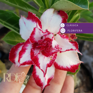 Pré Venda - Rosa do Deserto Ferrari