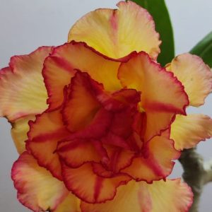 Pré Venda - Rosa do Deserto Miss Fortim