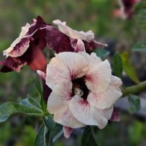 Pré Venda - Rosa do Deserto Luminatang
