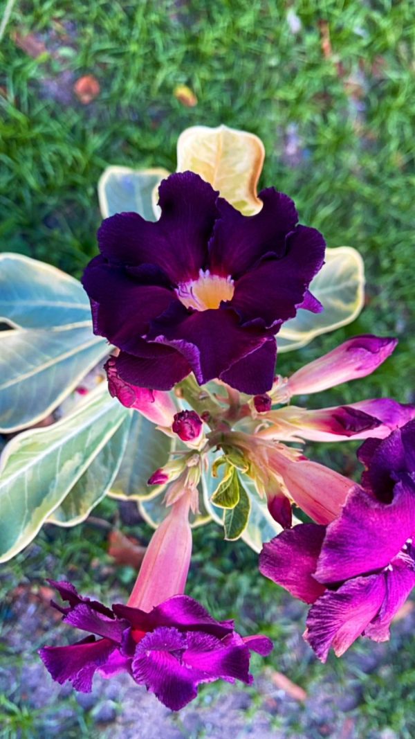 Pré Venda - Rosa do Deserto Anchieta