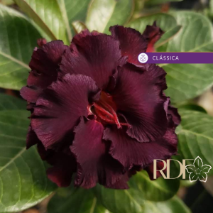 Pré Venda - Rosa do Deserto L14