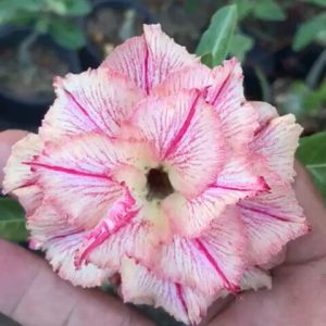 Pré Venda - Rosa do Deserto Rei Davi 2