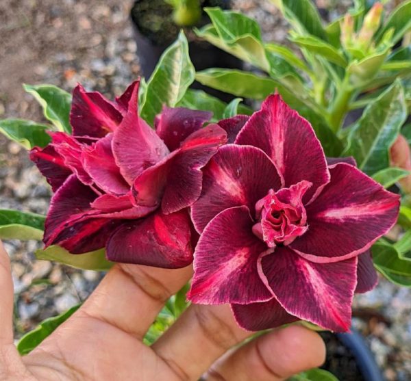 Pré Venda - Rosa do Deserto Dakota