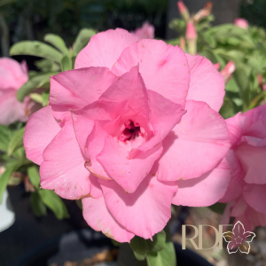 Pré Venda - Rosa do Deserto Pathumma