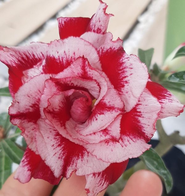 Pré Venda - Rosa do Deserto King