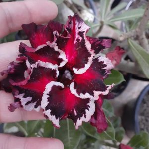 Pré Venda - Rosa do Deserto Akachi