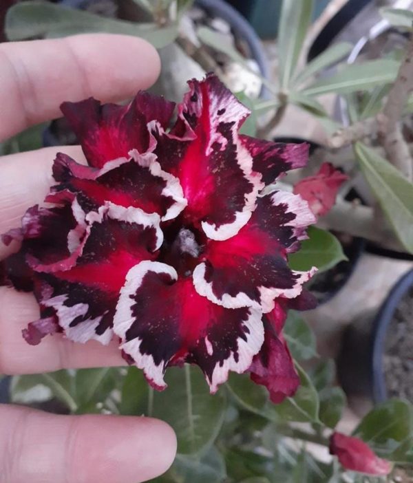 Pré Venda - Rosa do Deserto Akachi