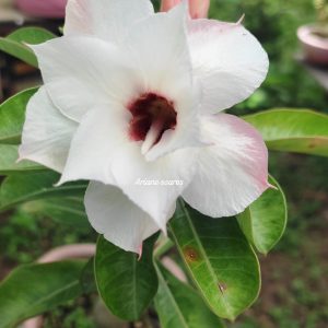 Pré Venda - Rosa do Deserto Nr12 Dobrada