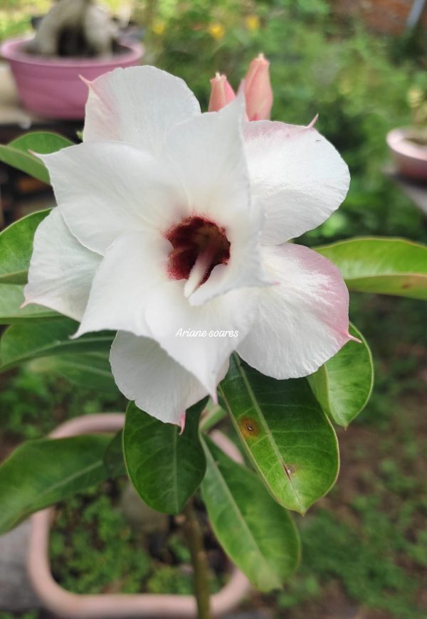 Pré Venda - Rosa do Deserto Nr12 Dobrada