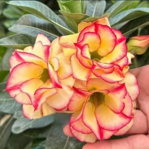 Pré Venda - Rosa do Deserto Tropical