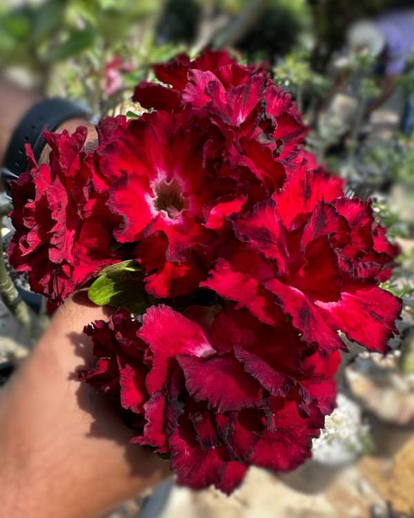 Pré Venda - Rosa do Deserto Amor de Mãe