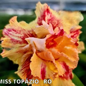 Pré Venda - Rosa do Deserto Miss Topazio