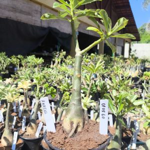 0108 60 Big Caudex Rosa do Deserto Akachi