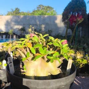 0108 01 Arabicum Tanos - Adulta