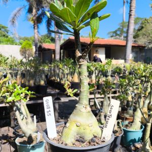 0108 85 Big Caudex Rosa do Deserto Socotranum