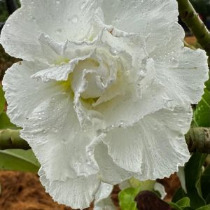 Pré Venda - Rosa do Deserto White House