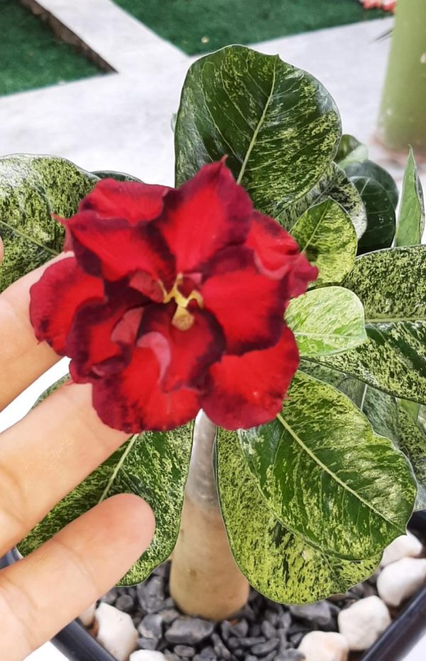 Pré Venda - Rosa do Deserto Variegata 500