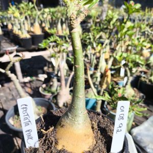 0108 92 Big Caudex Rosa do Deserto Cristata pink