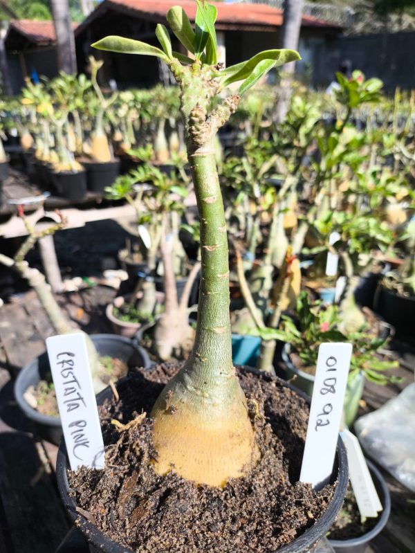 0108 92 Big Caudex Rosa do Deserto Cristata pink