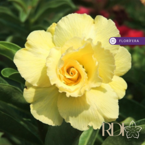 Pré Venda - Rosa do Deserto Ultimate Yellow