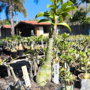 0108 89 Big Caudex Rosa do Deserto Double BLUE Boy