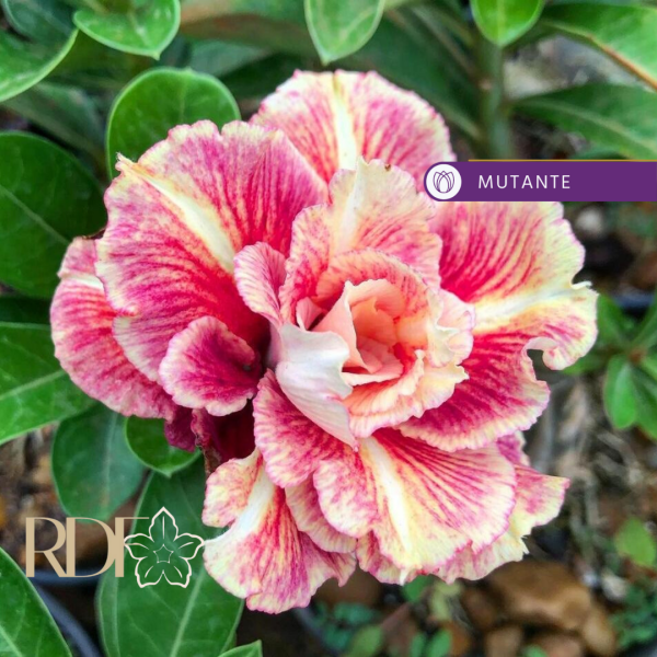 Pré Venda - Rosa do Deserto sicilia