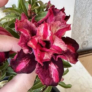 Pré Venda - Rosa do Deserto samba