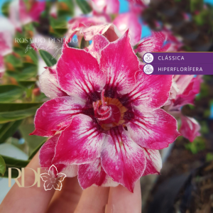 Pré Venda - Rosa do Deserto mademoiselle