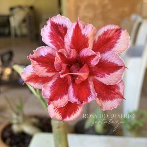 Pré Venda - Rosa do Deserto  LM2