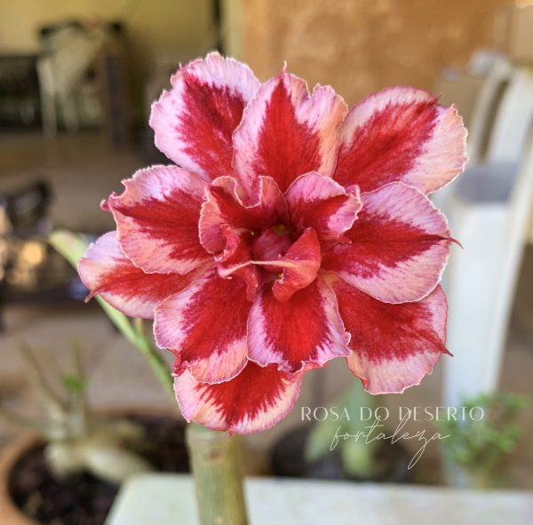 Pré Venda - Rosa do Deserto  LM2