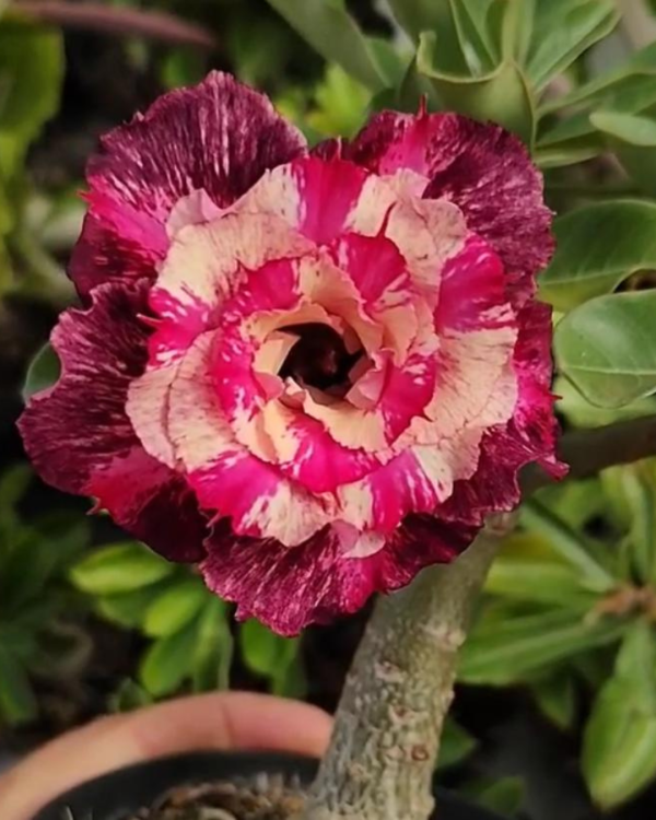 Pré Venda - Rosa do Deserto Lk 479