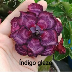 Pré Venda - Rosa do Deserto Indigo Glaze