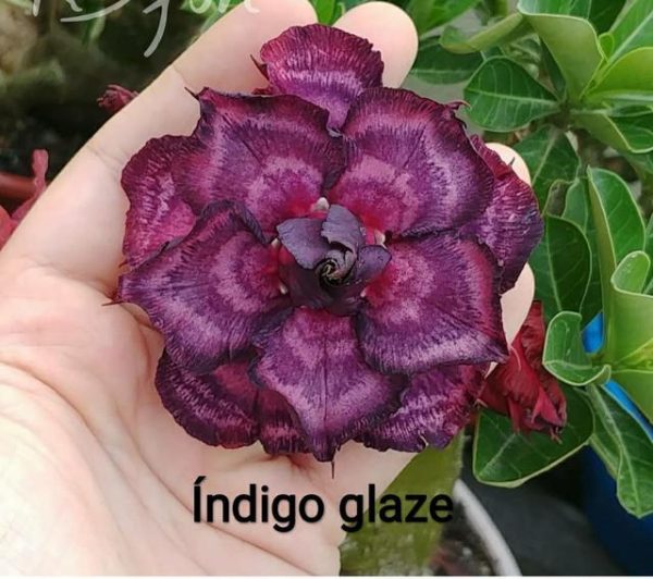 Pré Venda - Rosa do Deserto Indigo Glaze