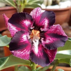 Pré Venda - Rosa do Deserto Estrela Purpura