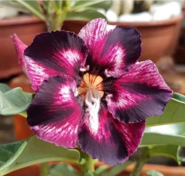 Pré Venda - Rosa do Deserto Estrela Purpura